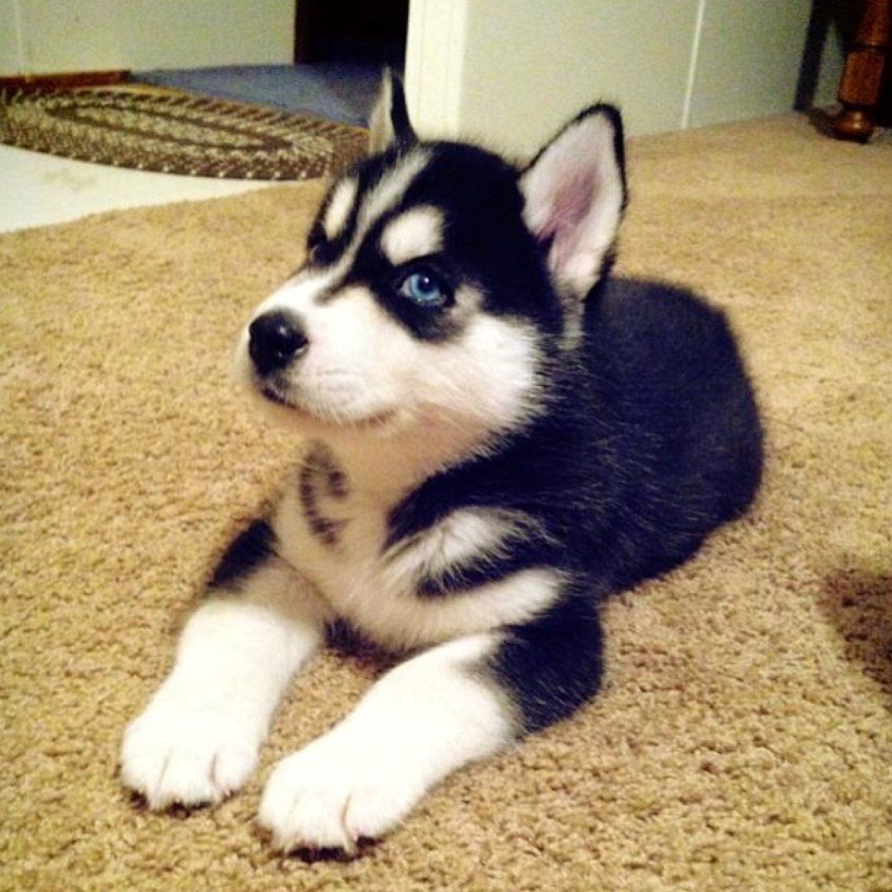 pups4all's profile picture. email us at puppy@dogvaycay.com with your pawsome puppies to get featured. We do not own these photos