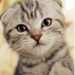 kcc1yppx's profile picture. 無農薬野菜を作りたい。 日々株式を天才株予想屋の言われるまま買っていますが, 貯金が底をつき思うように儲けられません。もっとお金が欲しい日々です。せどりに興味がありますが、どうやって儲けるのかいまいちわかりません。だれか教えてください。