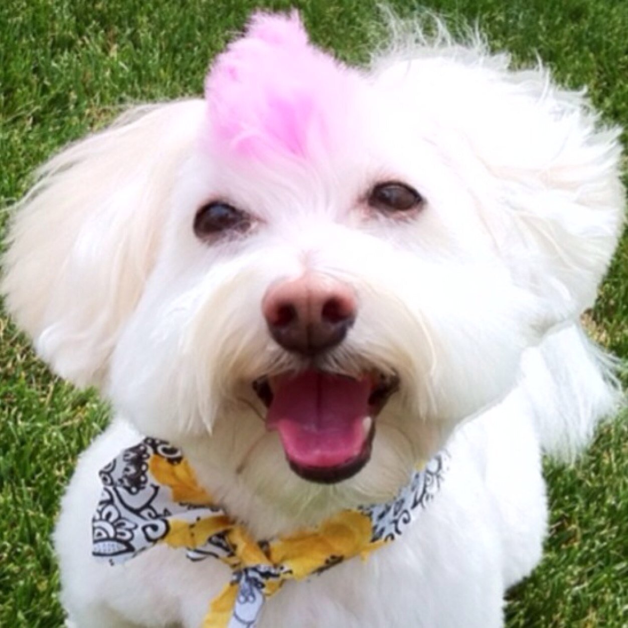 I'm da Doodie Pants..aka Abby. 
I love @GizmoandSugar ❤️ 
My humans are cool, and my Brofur's Quincy, Loki and Mr. Wuhpappels! 
Proud member of #TheAviators !