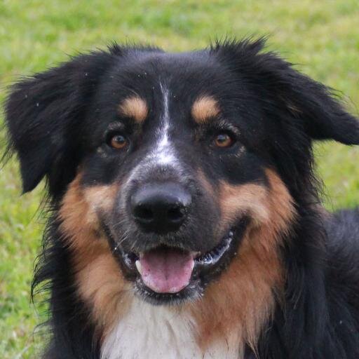 jakesdoggybags's profile picture. Hi! This is Jake from Jake's Doggy Bags. We sell all natural doggy treats sure to please the pickiest pup!