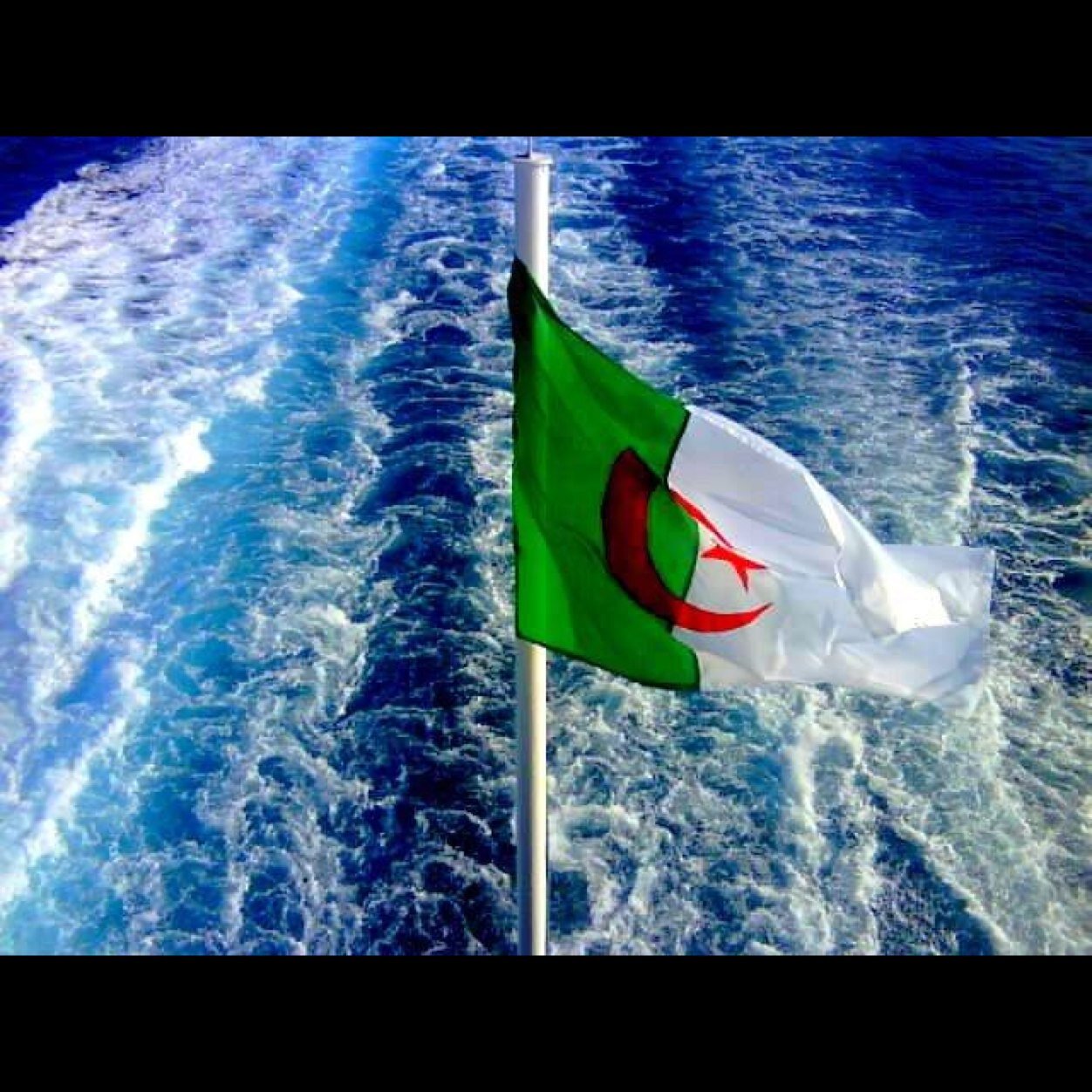 Tahia dz