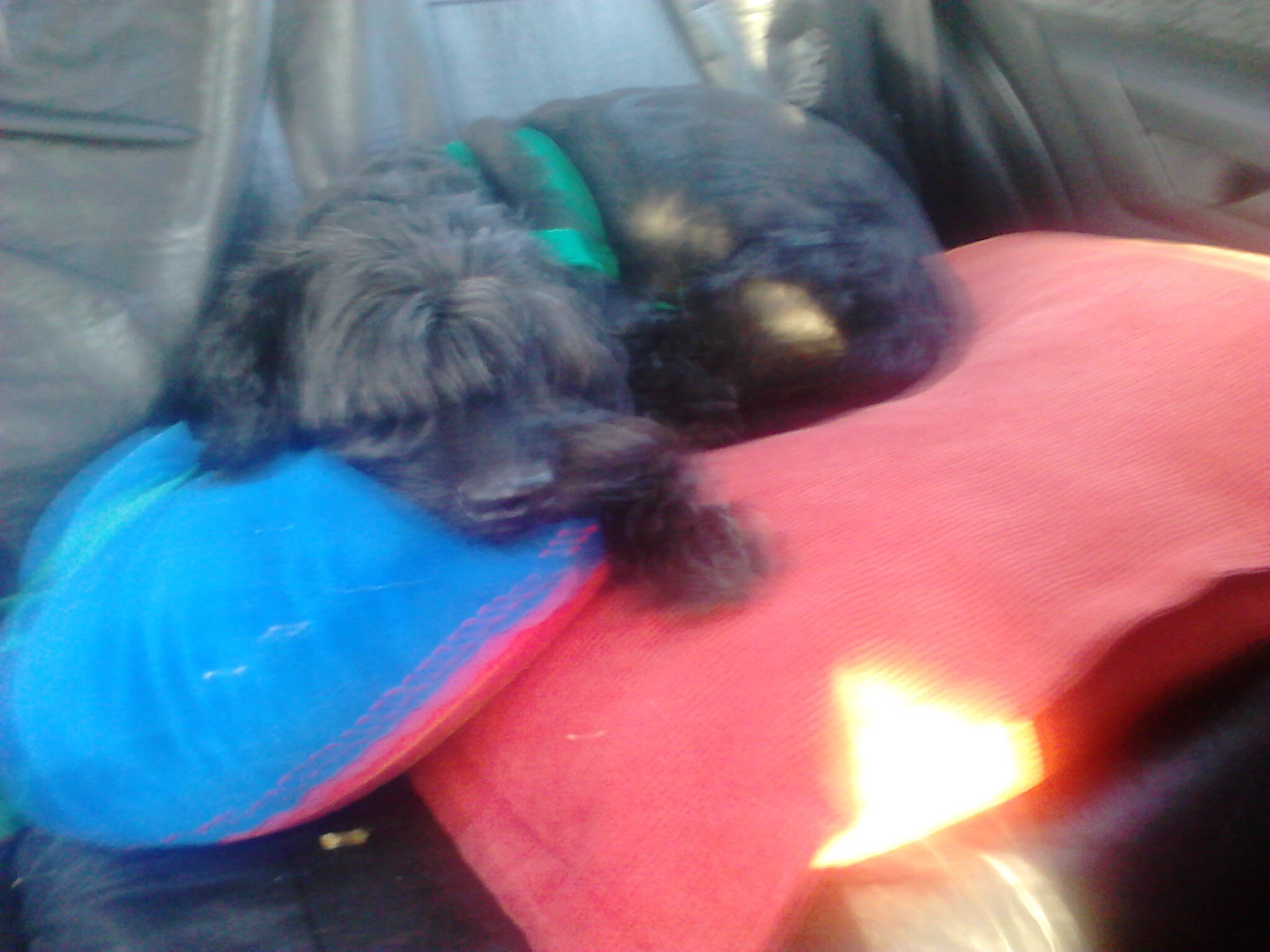 veronicaarus's profile picture. 