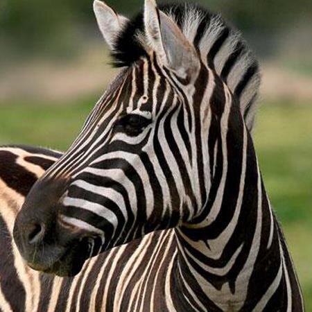 Chanto28's profile picture. Maman de 3 anges, aime la randonnée, la course à pied. Apprendre rend heureux.