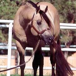 AQHA & APHA western show girls.
