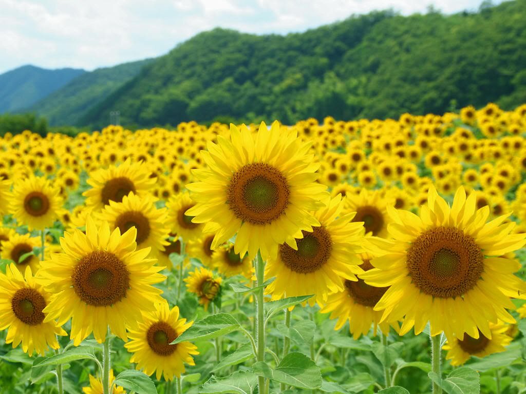 thanggreen's profile picture. 