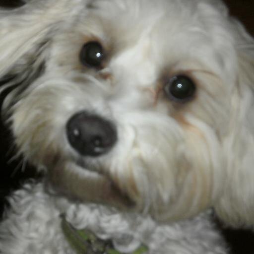 Mad1sondoyle's profile picture. 