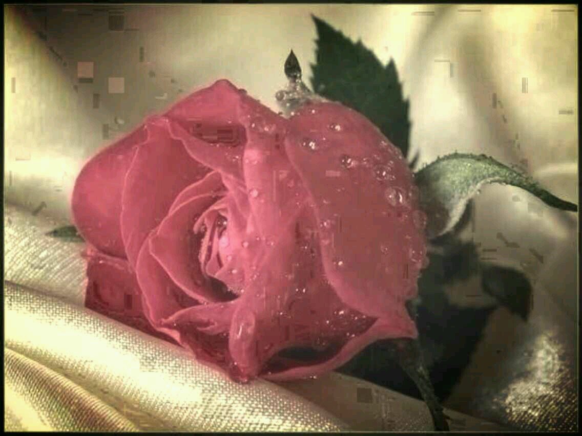 سبحان الله وبحمده...سبحان الله العظيم