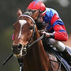 Michelangelogg's profile picture. I never missed a place when John Gosden was training me in England. Group 1 placegetter to the champion Camelot.