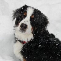 Lori Sherman (@sherm021000) Twitter profile photo