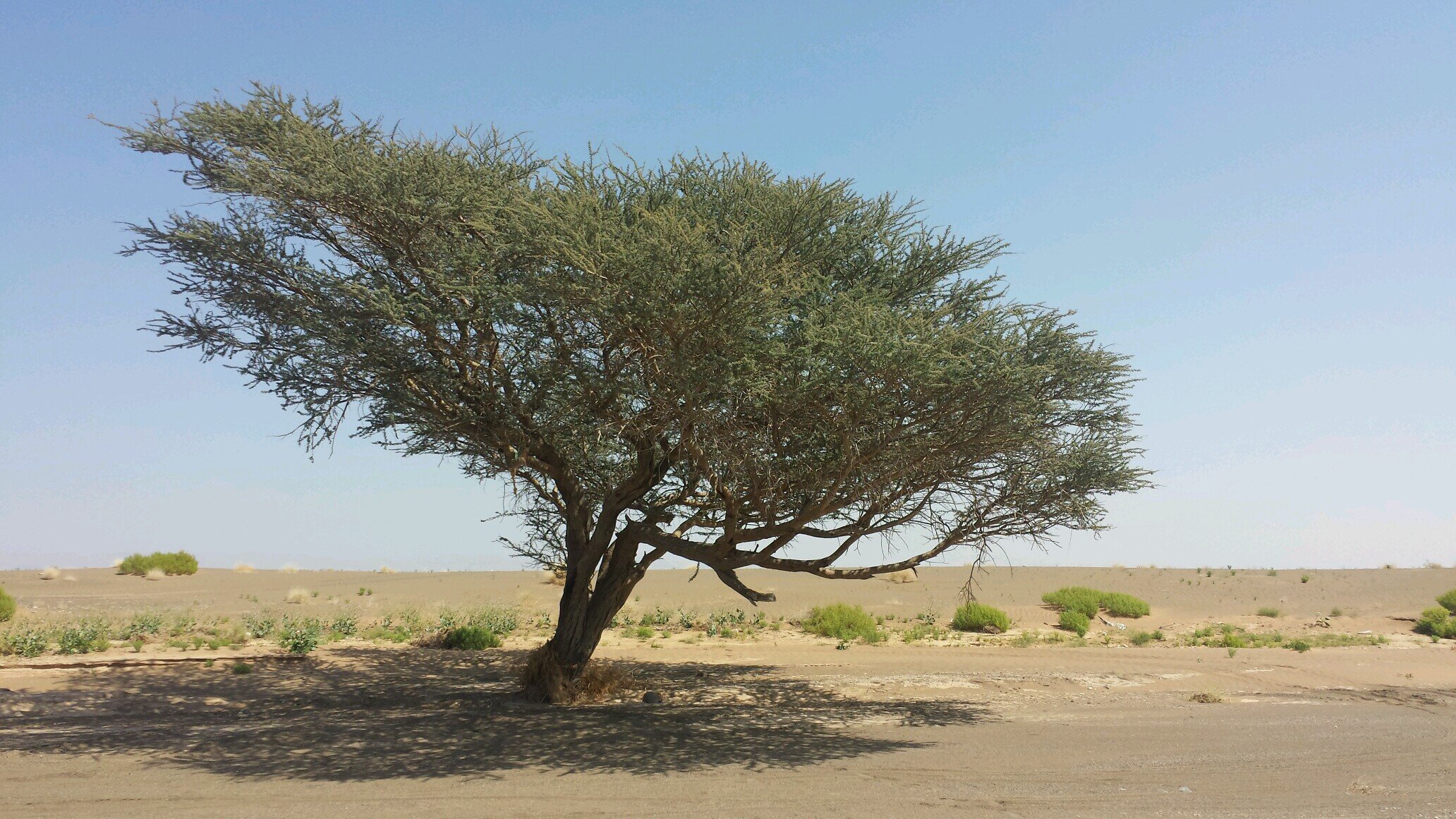 s1a1u9d's profile picture. 