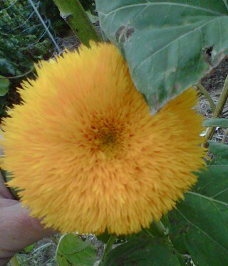 whiting_brenda's profile picture. 