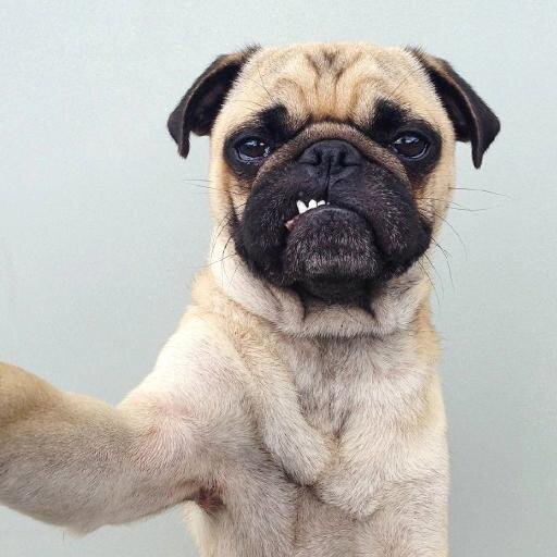 animalselfies_'s profile picture. Picture taking animals.