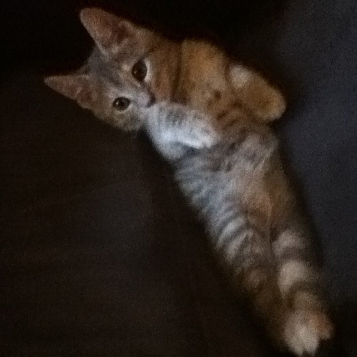 EmbarkingJet1's profile picture. Name Acid Brisk on xbox hook me up