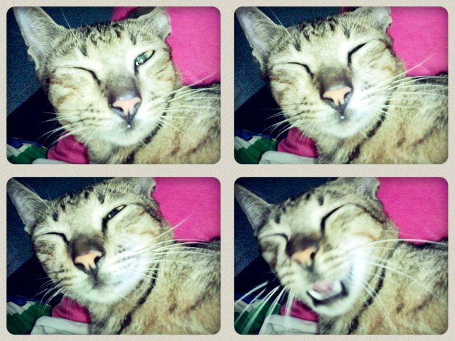 SyifuCute13's profile picture. I'm A Cute Cat || ♥kakak @ZahraZhar13 || ♥ I'm not sigle :D|| ♥whiskas