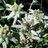 Nefer_Linde's profile image
