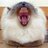 Molly_Bluesky's profile image
