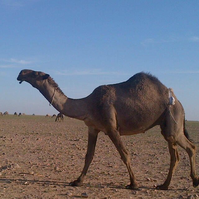 سُبحَﭑنَﷲ͜وَبحَمدِه سُبحِاْنﷲ͜ﭑلْعظِيم