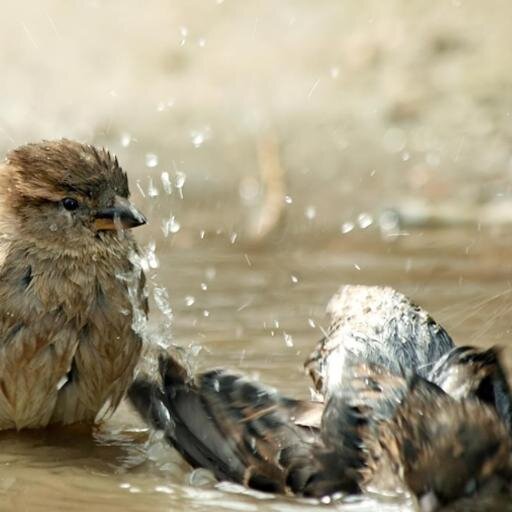 RuzicaVrhovac's profile picture. 