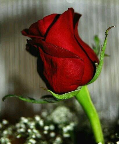 comi85214062's profile picture. 