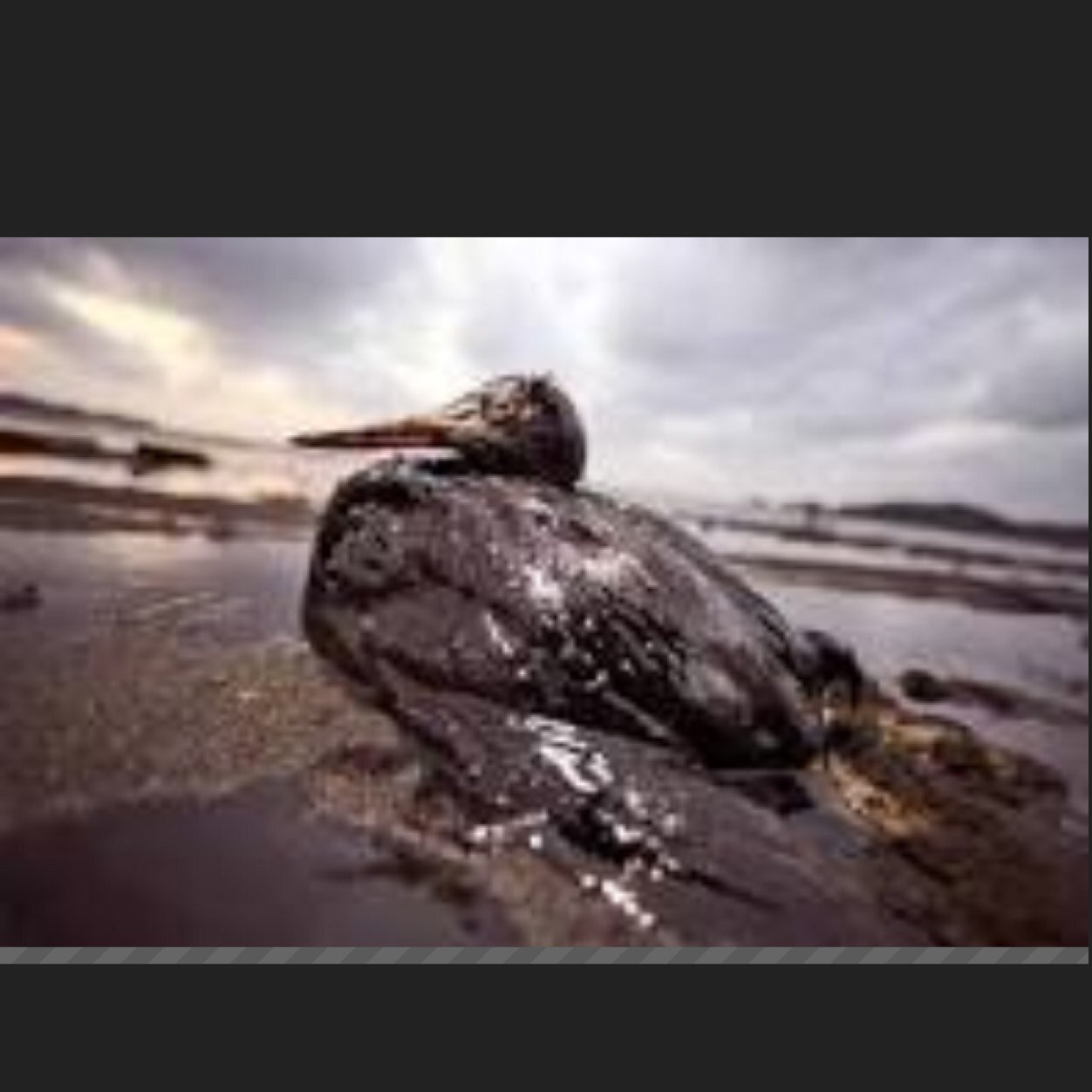 This page is being used to raise awareness about the harmful effects oil spills have on Sealife and Wildlife ✌️