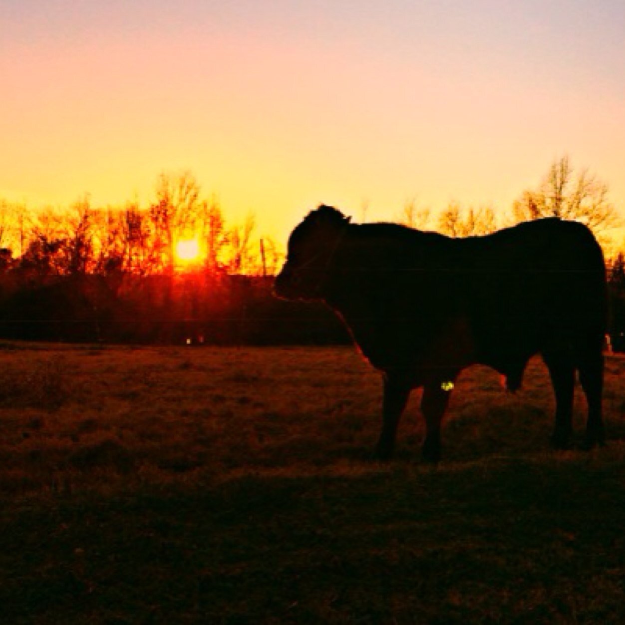 Rodeo and farm life is all I know.