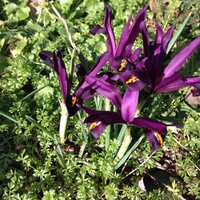 Whitlenge Gardens (@whitlengegarden) 's Twitter Profile