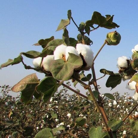 Cotton Connections Profile