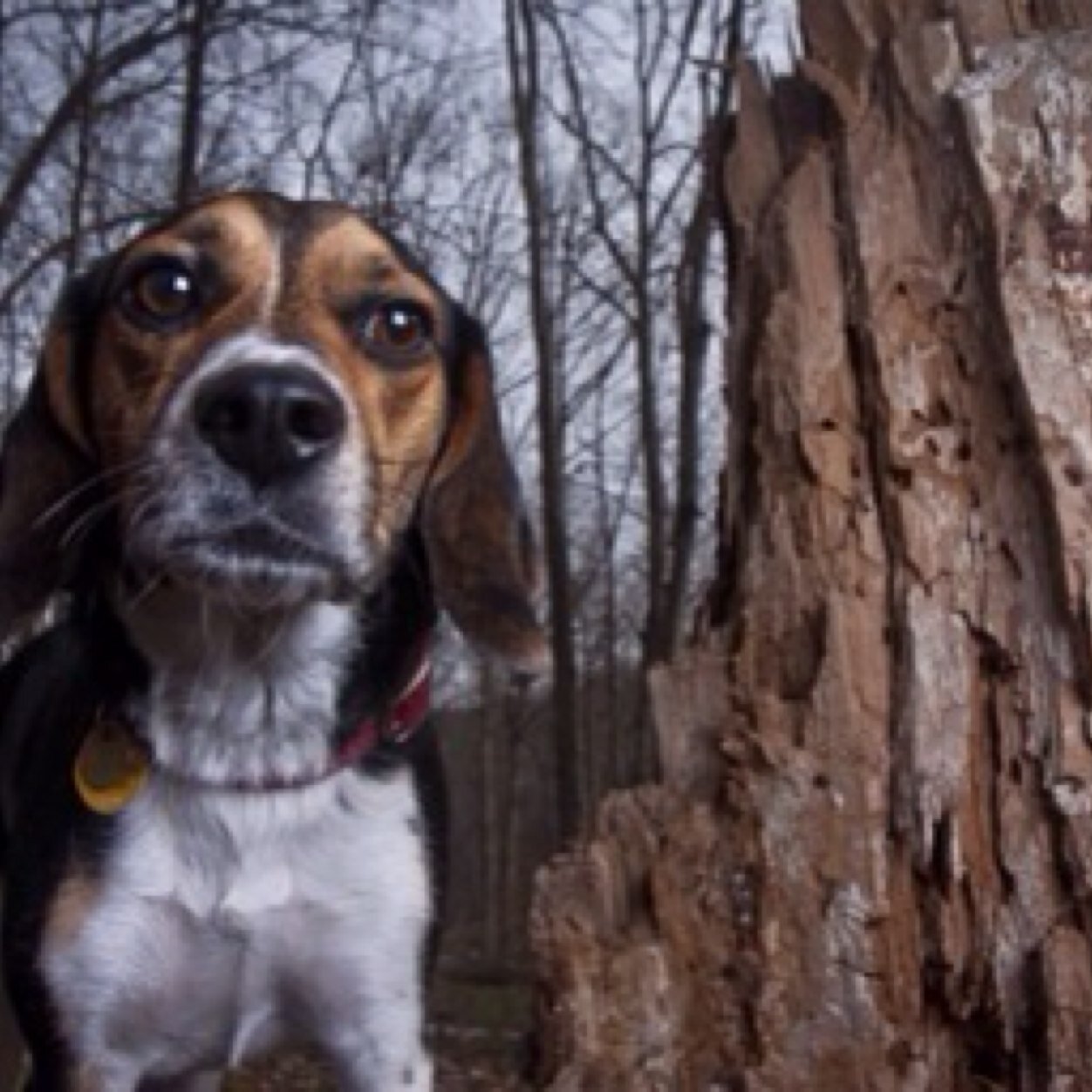 Trip_thedog's profile picture. bitches be trippin. Woof.