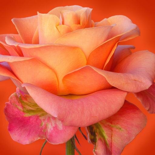 always be that rose which glitters in the core of the sun and glimmer in the attractive moonlight...Ur rose will recognise urself..