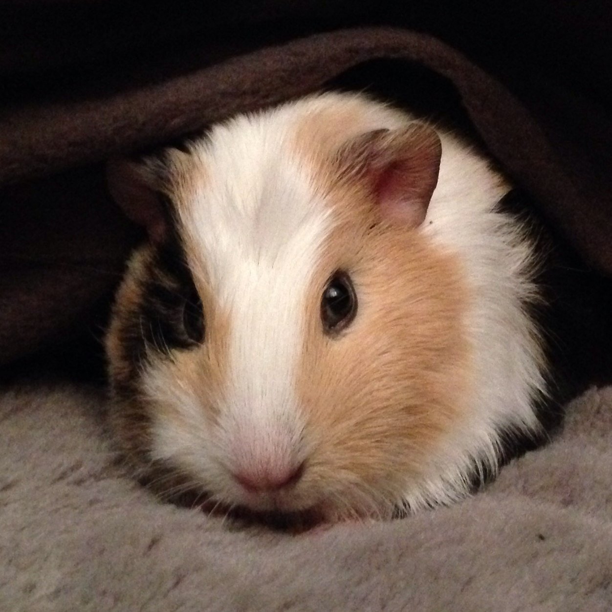 アキュリス Badzyo08 Twitter