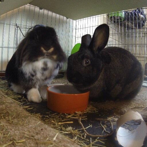 Husbunny and Wifey twitter team. Our opinion of you is very much dependant on if you have a carrot or not...