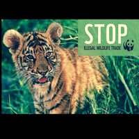 WWF UK (@wwfuk) 's Twitter Profile
