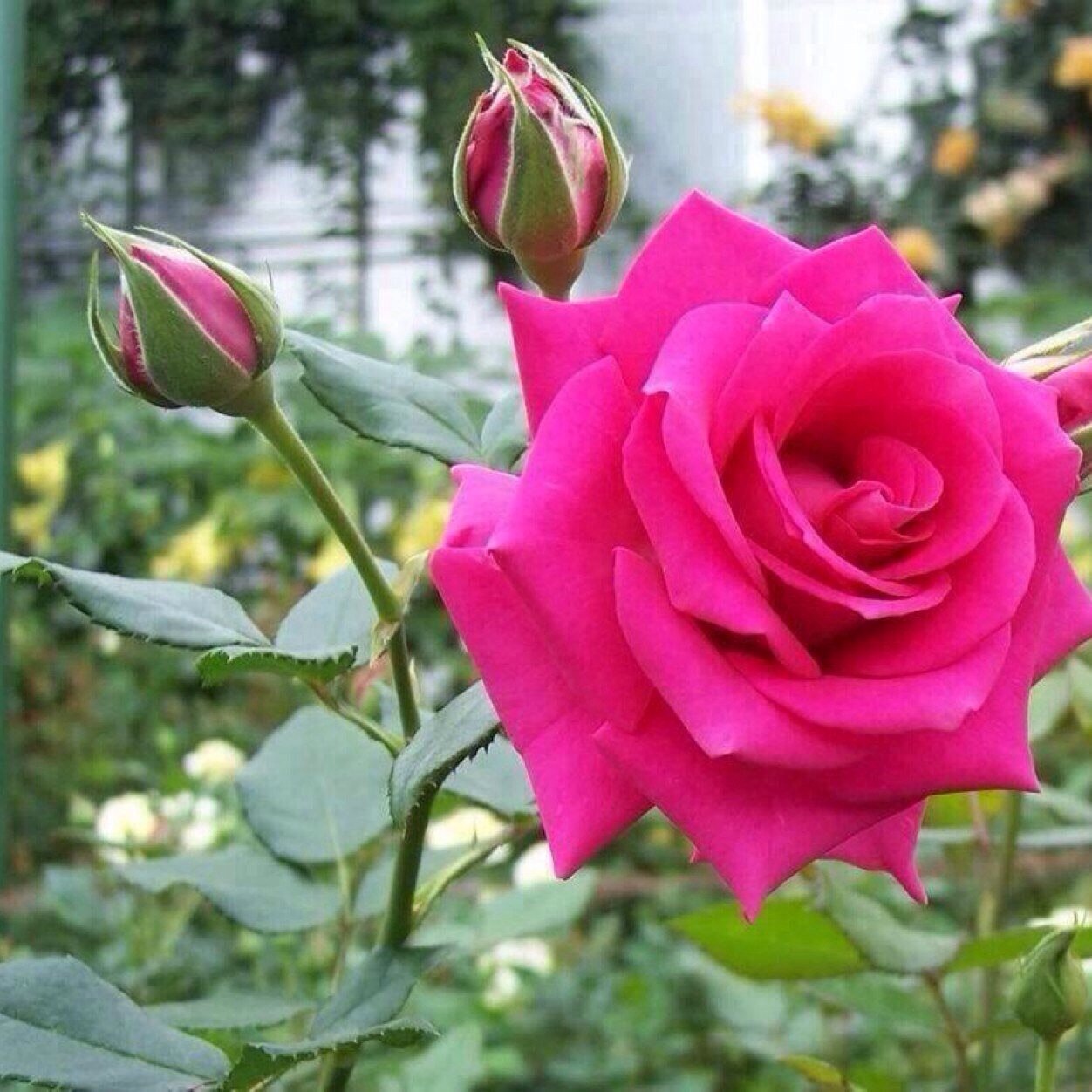 noraasaad1's profile picture. الهلال وبس #