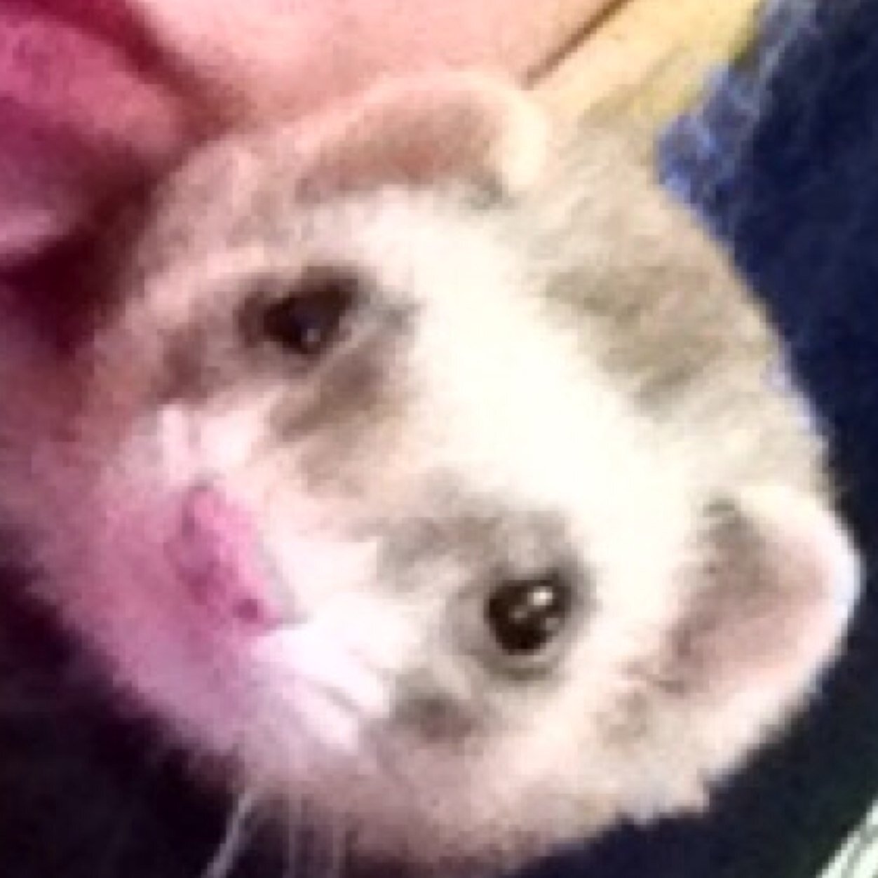 Im bernie  im perfect and ill follow anyone because i have! #ferret swag # impartofswagatronteam