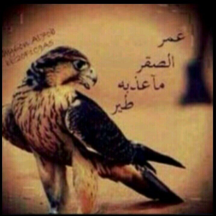 ‏‏‏قروب رتويتات