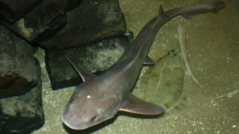Hoi, ik ben Toon de Haai. Gisteren aangespoeld na een lange reis vanuit warmer oorden. Momenteel kom ik op krachten in een zeeaquarium op Vlieland.