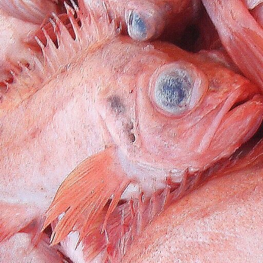 A network of scientists, fishermen and experts working together to develop a sustainable redfish fishery in the Gulf of Maine