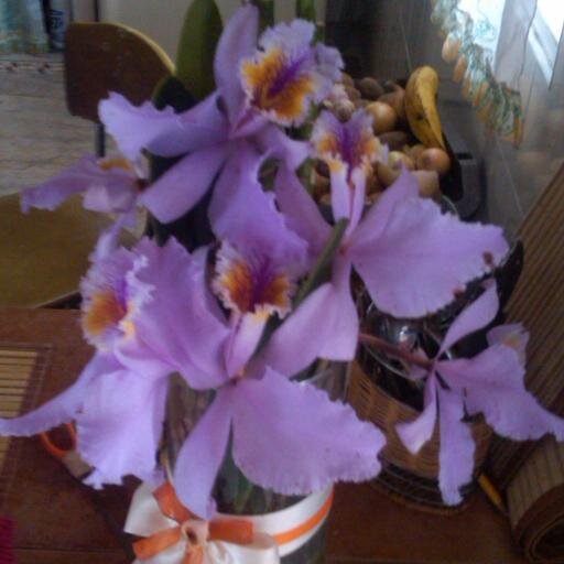 Ftjuliac's profile picture. Amo La Vida!! :D