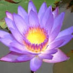 Your Life is Perfect. It is a perfect plan and it is a spontaneous miracle. It is both every moment  - Sri Sri Ravi Shankar