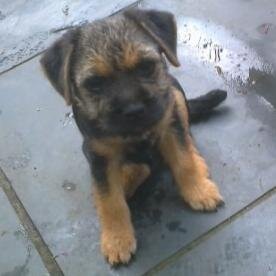 I am a border terrier. Currently in training for the 2024 World Agility Championships. Member of the #BTPosse