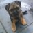 Rooney_the_Dog's profile image