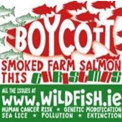 Lice from farmed fish kill Wild Salmon