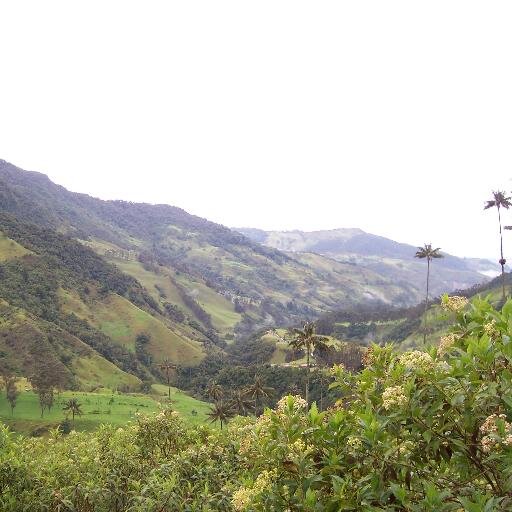 ViveelQuindio's profile picture. Aquí demostraremos porque el Quindío es un lugar único! Síguenos y aprende sobre esta región maravillosa! Quindío un paraíso para disfrutar!