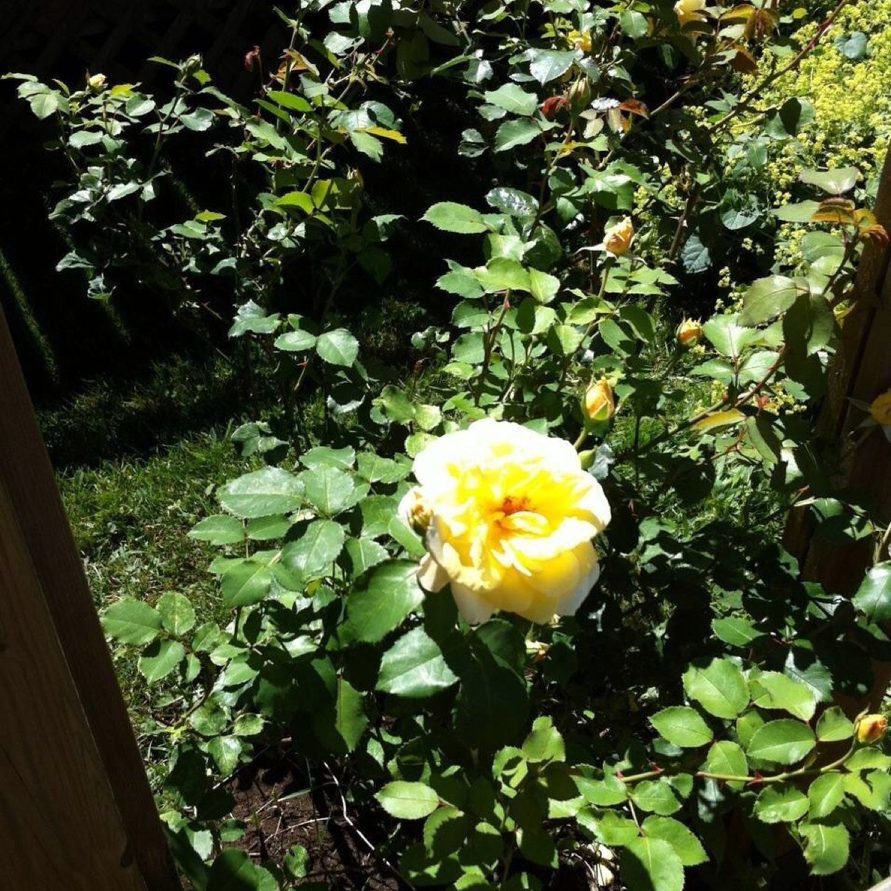 SheaDoug's profile picture. 