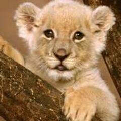 lola_kusch's profile picture. 