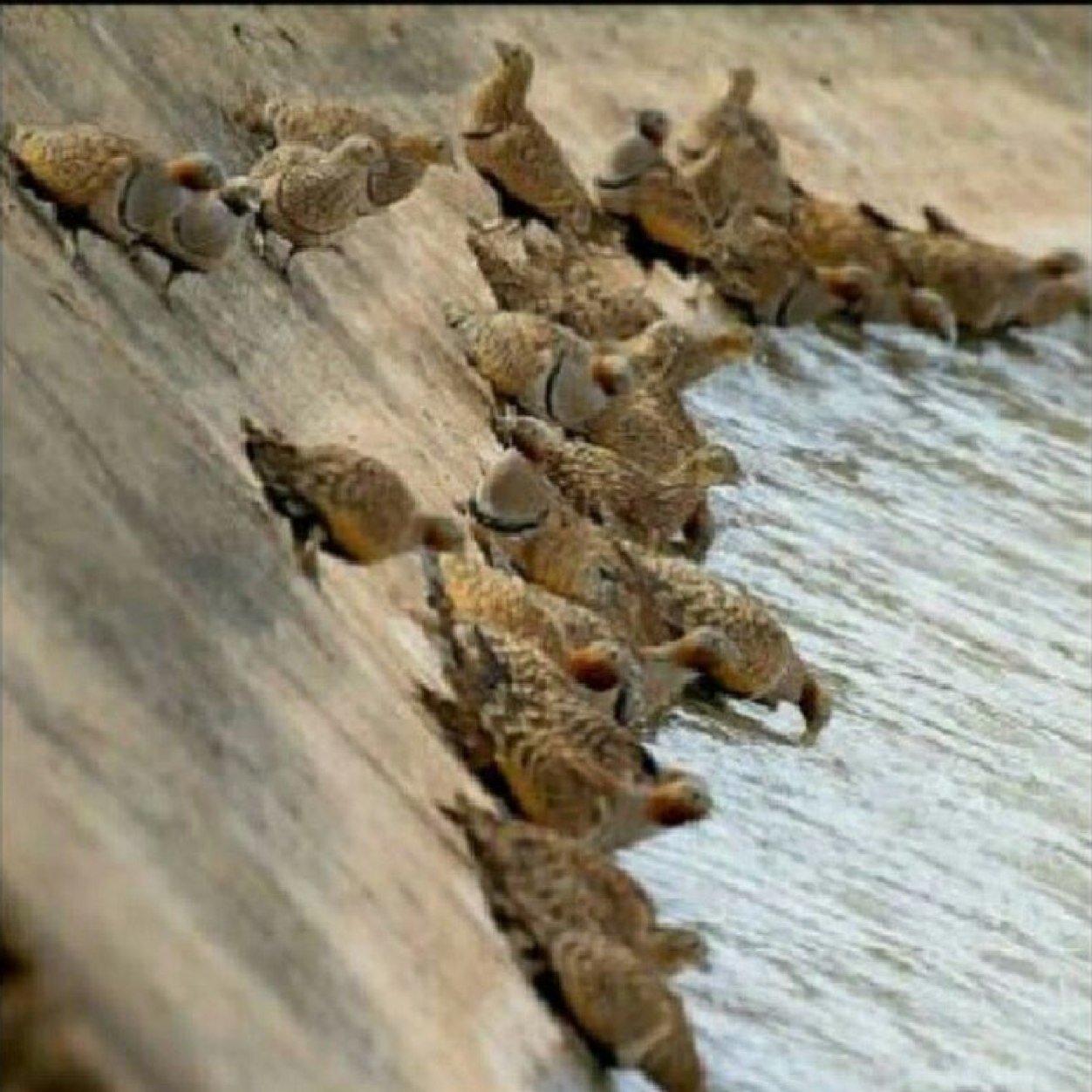 ابوتركي