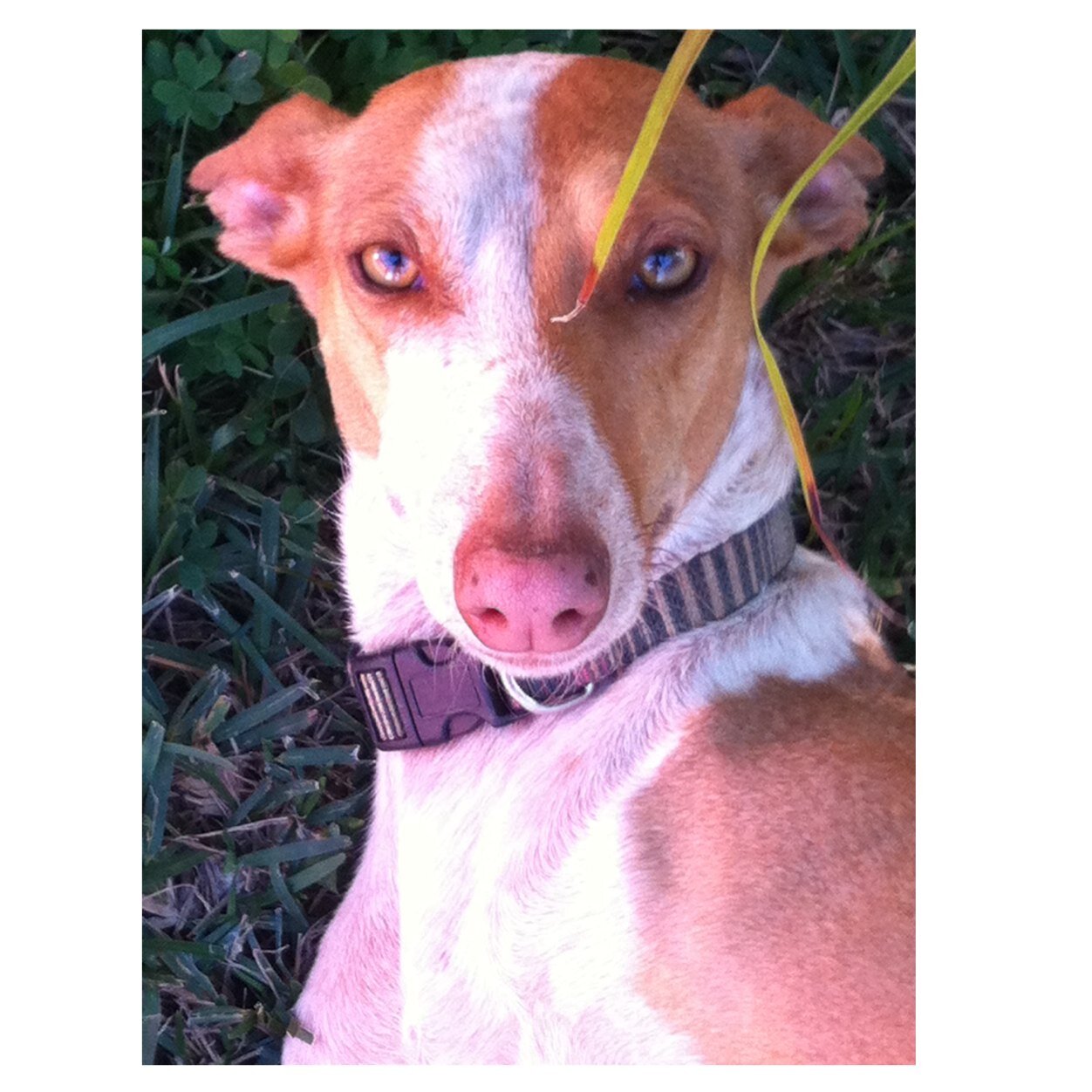Y un dia vas y te das cuenta q t gustan mas los perros y gatos q mucha gente q conoces, incluso hablar con ellos.y te sientes bien.tiene sentido.