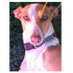 Trudi (@valditrudi) Twitter profile photo Trudi (@valditrudi) Twitter profile photo