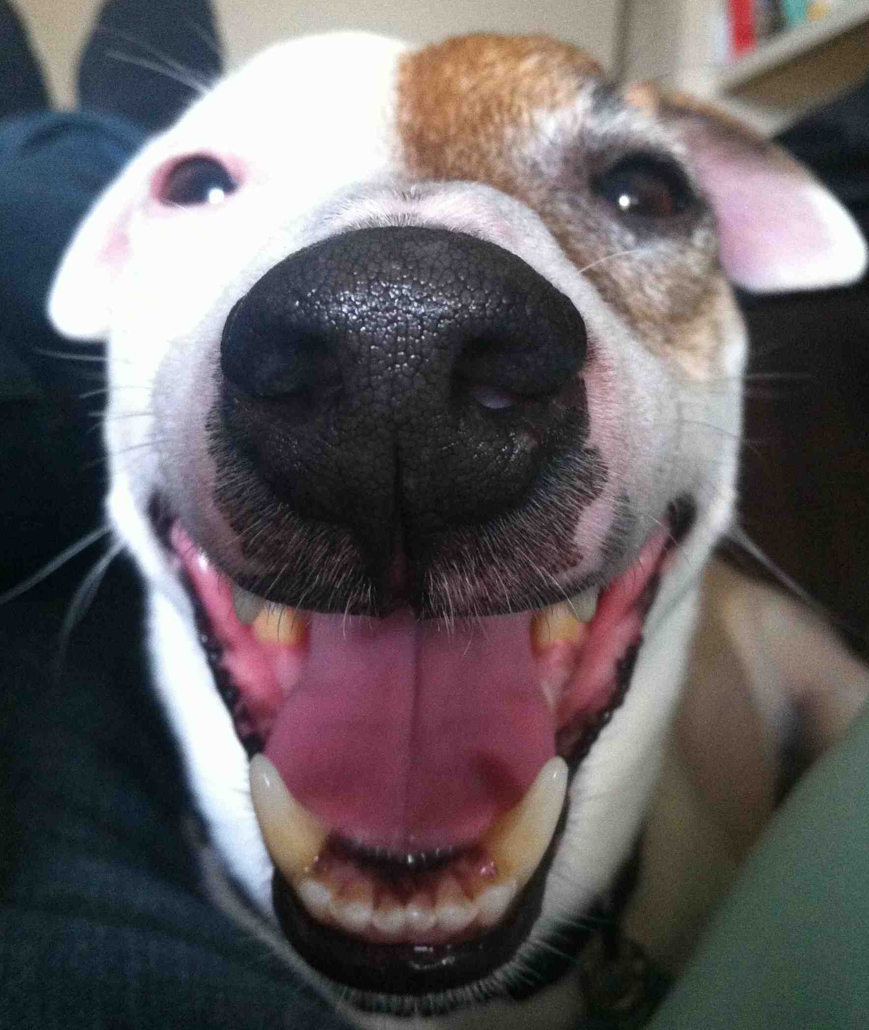 PuppyBrotherBud's profile picture. I'm a puppy brother.  Jack Russell Terrier.  14 human years old.  I look exactly like the emoji dog & I love belly rubs.