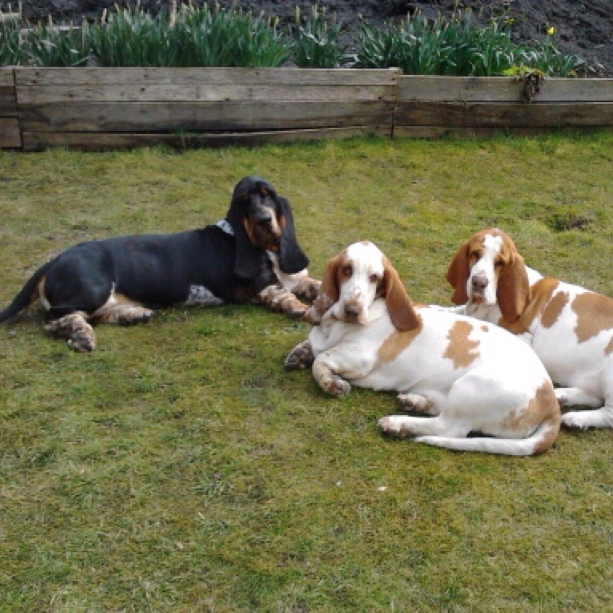 basset club